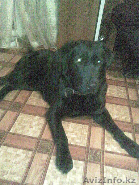 Собаку Лабрадор Ретривер - Изображение #3, Объявление #20950