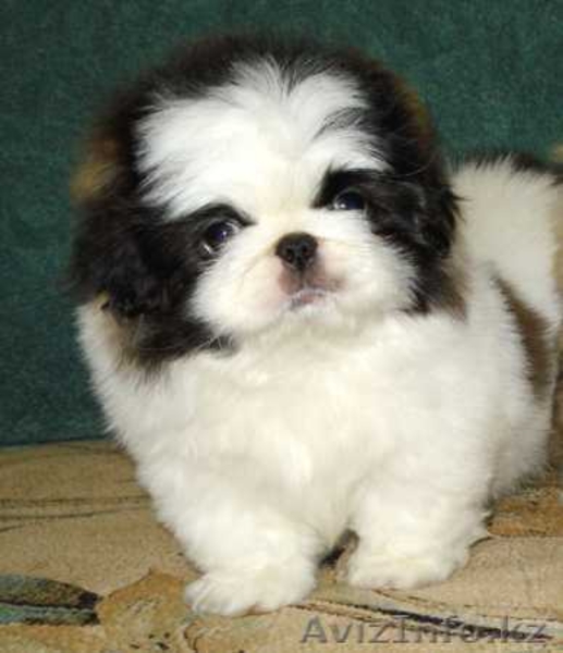 Кабели Пекинес и Японский Хин, щенки Пекинес - Изображение #3, Объявление #49129