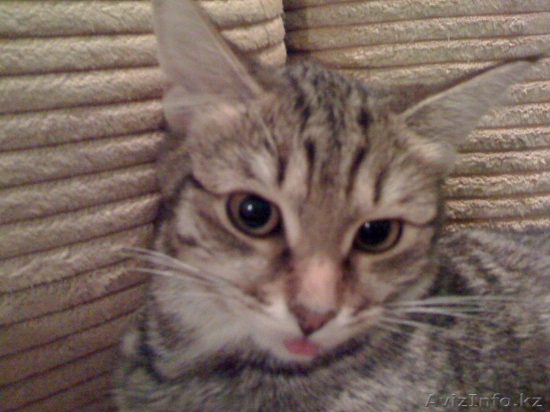 Ищу новых хозяев для кошек и котов - Изображение #1, Объявление #57832