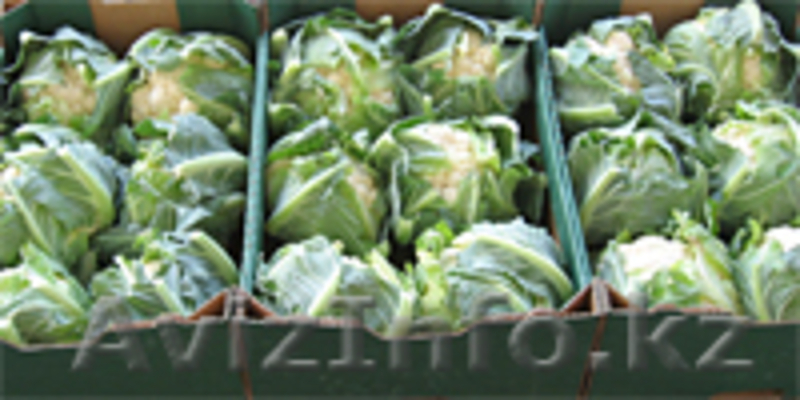 Продам польский  Морковь ,Капуста белокочанная, крупным оптом  - Изображение #4, Объявление #54585