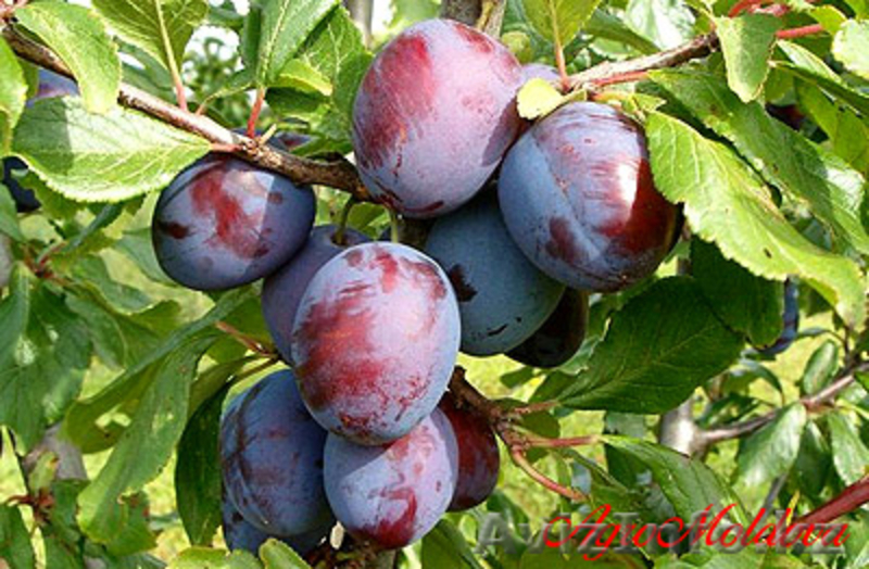 Предлагаем яблоко, сливы - свежие и на пром. переработку - Изображение #2, Объявление #75836