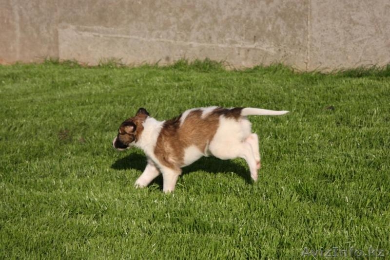 Настоящие аристократы собачьего мира-русская борзая. - Изображение #5, Объявление #78349