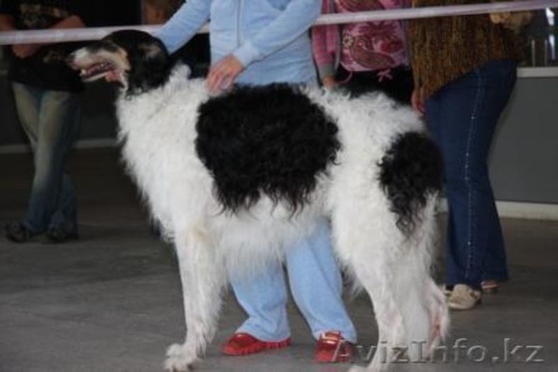 Настоящие аристократы собачьего мира-русская борзая. - Изображение #4, Объявление #78349