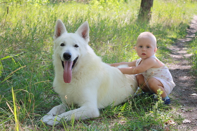 Щенки белой швейцарской овчарки - Изображение #2, Объявление #88040