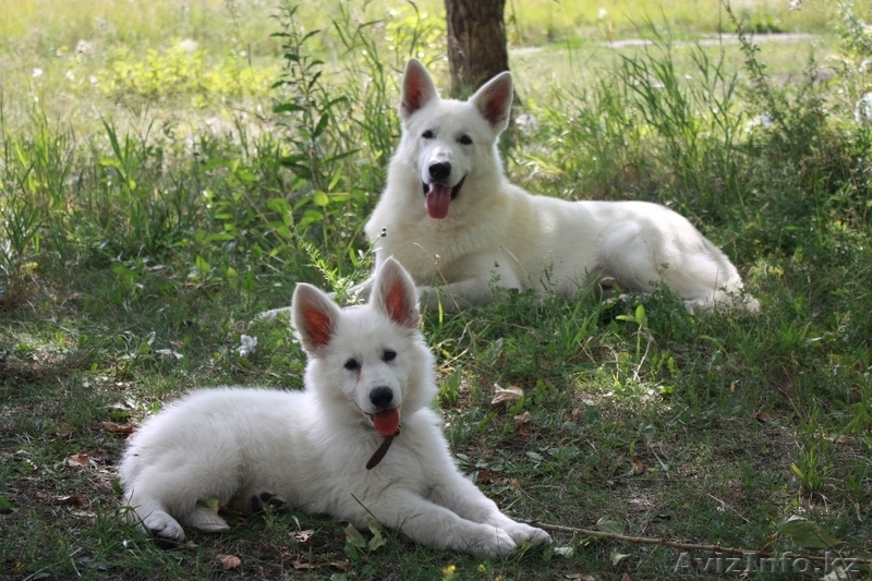 Щенки белой швейцарской овчарки - Изображение #1, Объявление #88040
