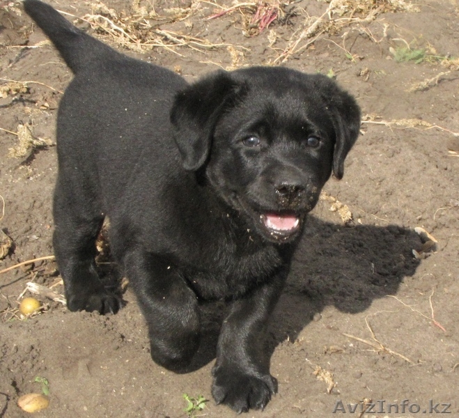 Продам щенка лабрадора. - Изображение #2, Объявление #93364