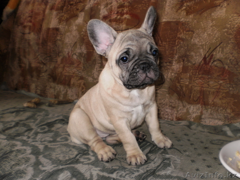 Очаровательные бульдожки - Изображение #4, Объявление #97508