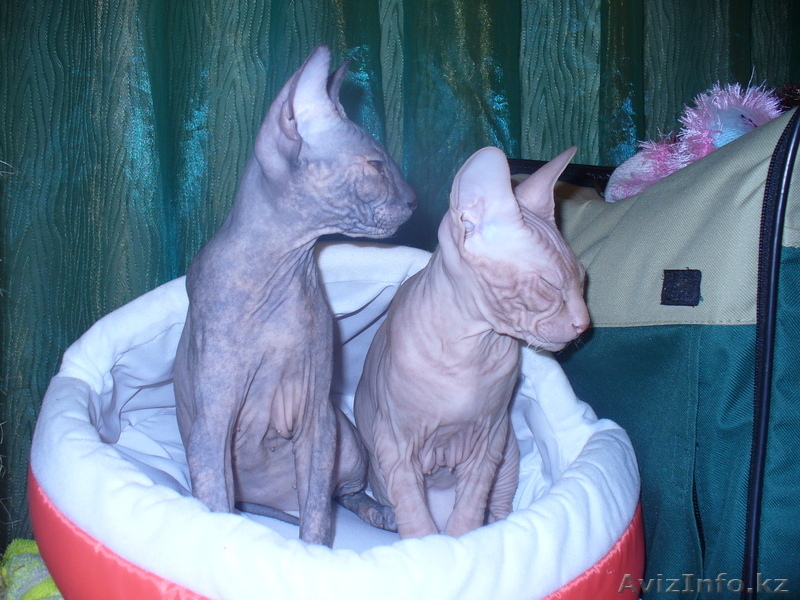 Донские сфинксы. - Изображение #3, Объявление #79519