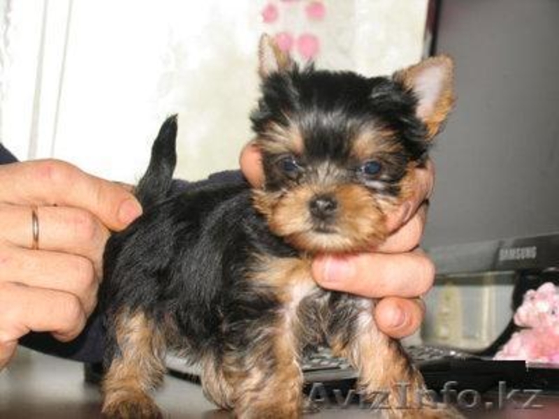 gavrilla46@gmail.com - Изображение #1, Объявление #105269