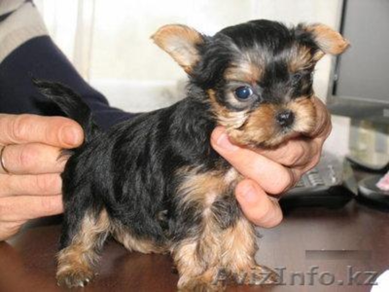 gavrilla46@gmail.com - Изображение #2, Объявление #105269