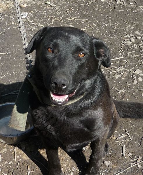 Продам лабрадора... - Изображение #1, Объявление #127519