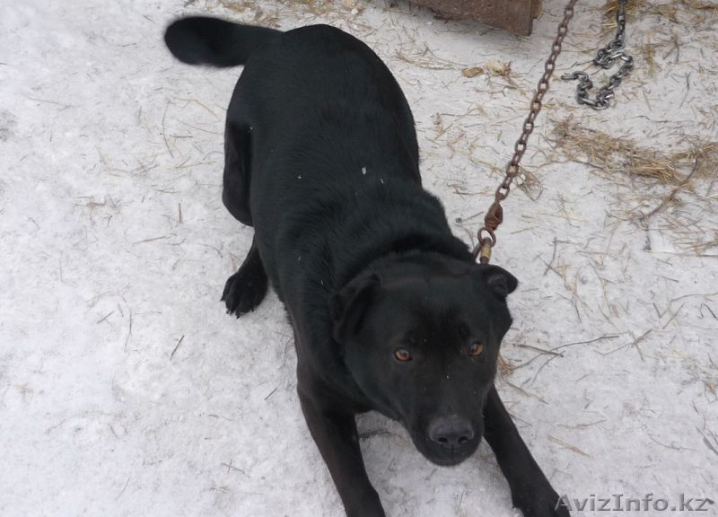 Продам лабрадора... - Изображение #2, Объявление #127519