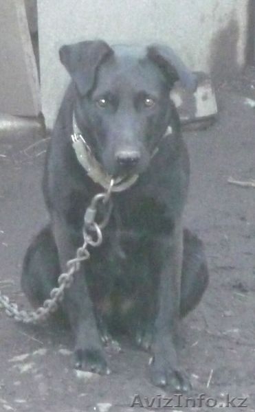 Продам лабрадора... - Изображение #3, Объявление #127519
