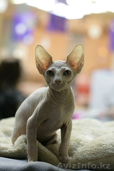 Сфинксы Канадские - Изображение #1, Объявление #154524