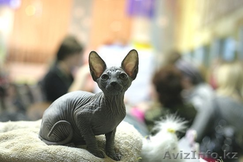 Сфинксы Канадские - Изображение #2, Объявление #154524