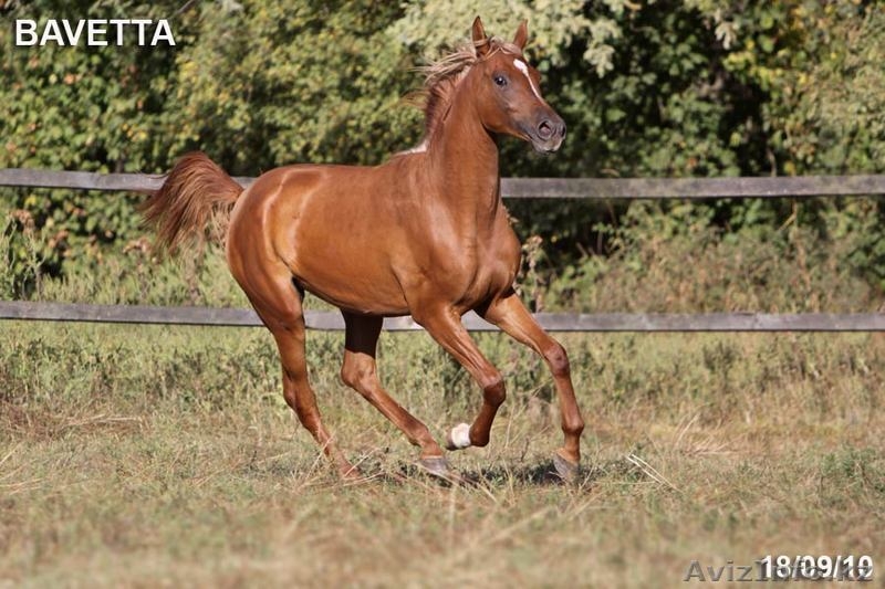 Продается кобылка чистокровной арабской породы - Изображение #2, Объявление #177171