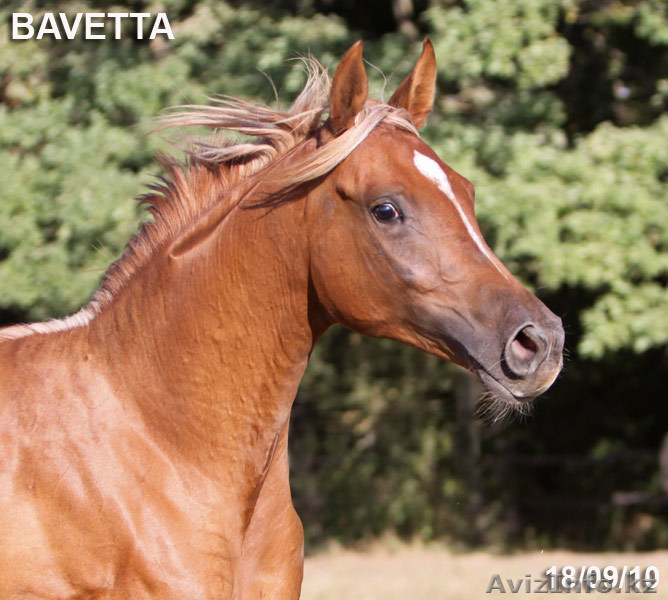 Продается кобылка чистокровной арабской породы - Изображение #3, Объявление #177171