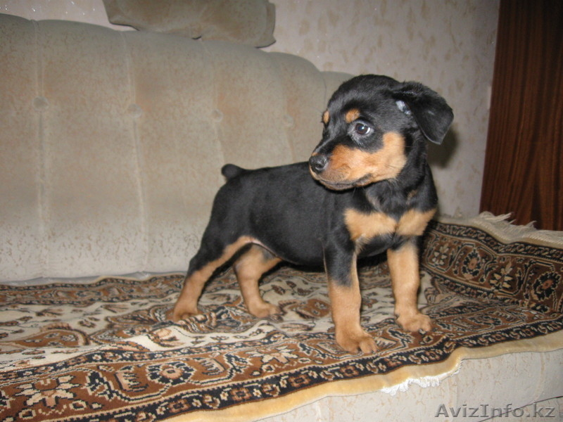Продам щенят породы ротвейлер - Изображение #2, Объявление #182894