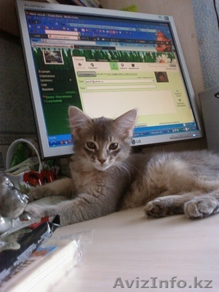 Котята породы СОМАЛИ - Изображение #1, Объявление #154098