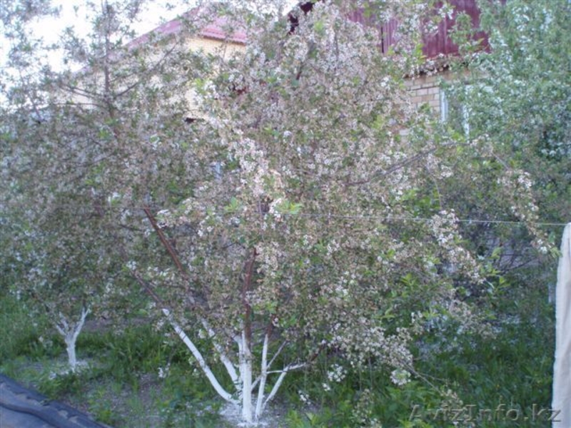 Благоустроенный коттедж в мкр.Чубары - Изображение #6, Объявление #266179