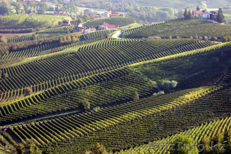 Гид в Турине (Италия - Пьемонт) / Russian guide in Turin (Piedmont - I - Изображение #1, Объявление #277424