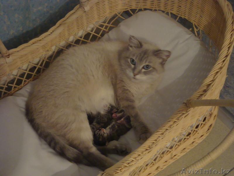 Красивые котята - Изображение #3, Объявление #255748