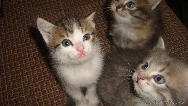 Красивые котята - Изображение #4, Объявление #255748