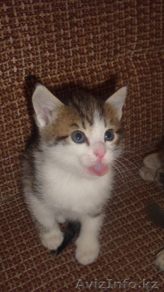 Красивые котята - Изображение #5, Объявление #255748