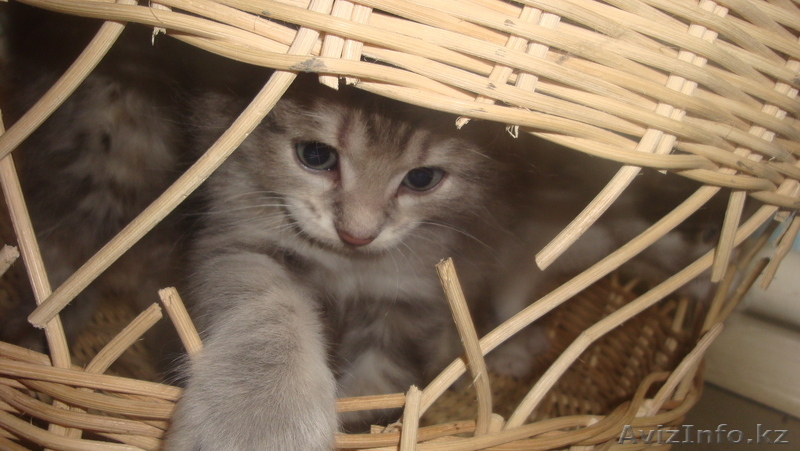 Красивые котята - Изображение #6, Объявление #255748