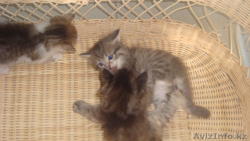 Красивые котята - Изображение #1, Объявление #255748
