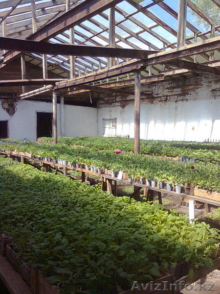 рассада цветов петунии - Изображение #5, Объявление #275940