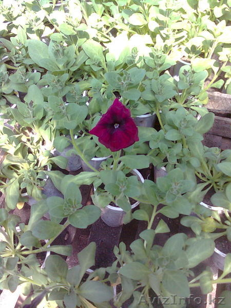рассада цветов петунии - Изображение #4, Объявление #275940