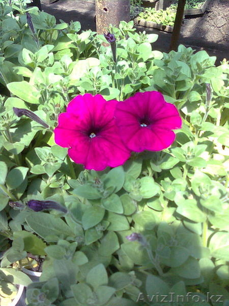 рассада цветов петунии - Изображение #2, Объявление #275940