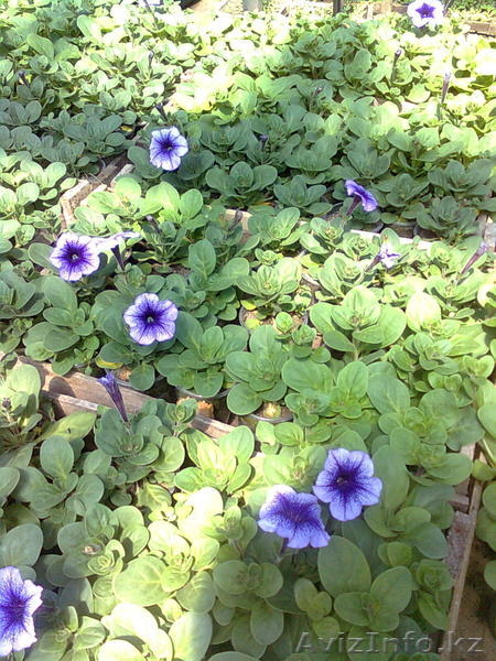 рассада цветов петунии - Изображение #3, Объявление #275940