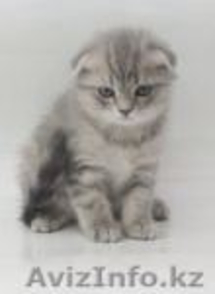 Котята шотландской вислоухой кошки - Изображение #1, Объявление #252392