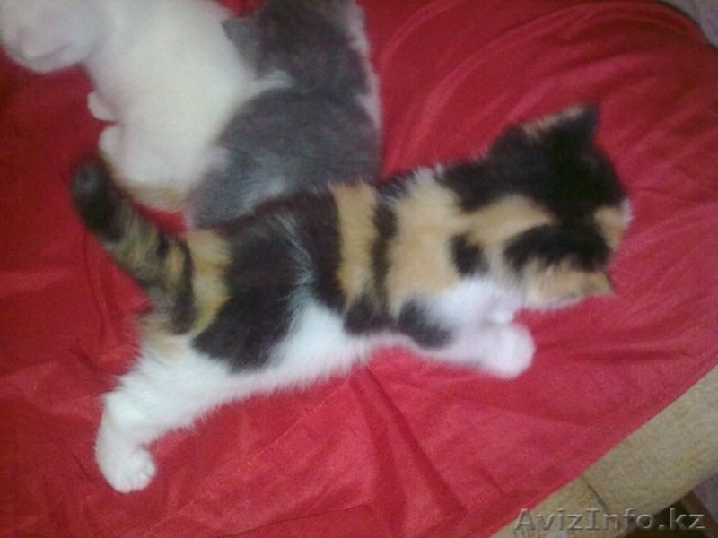 Экзотических котят редких окрасов недорого - Изображение #2, Объявление #294649