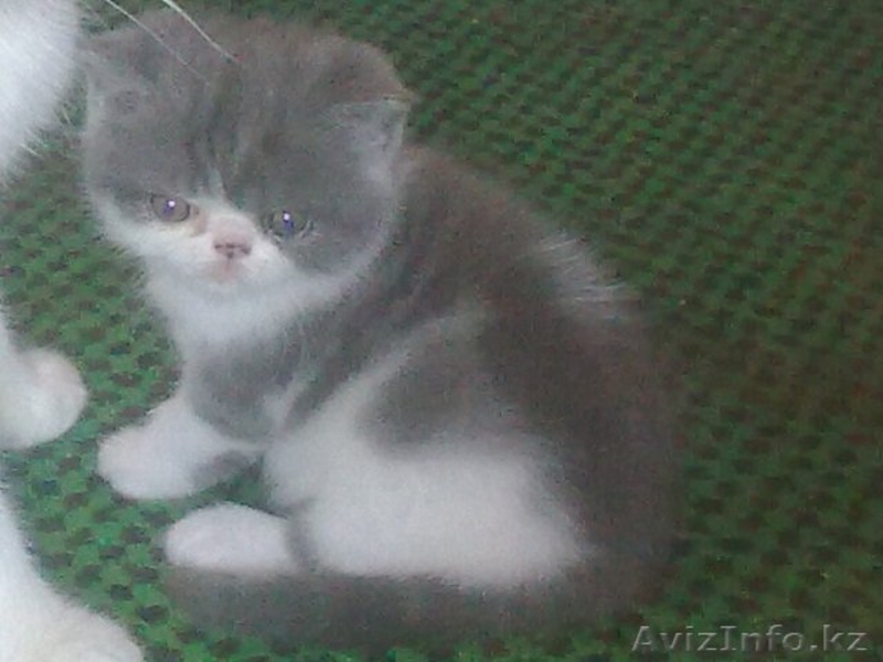 Экзотических котят редких окрасов недорого - Изображение #4, Объявление #294649