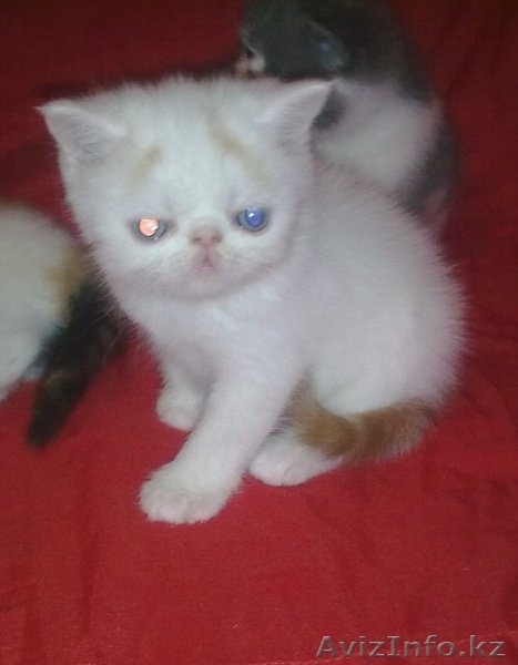 Экзотических котят редких окрасов недорого - Изображение #1, Объявление #294649