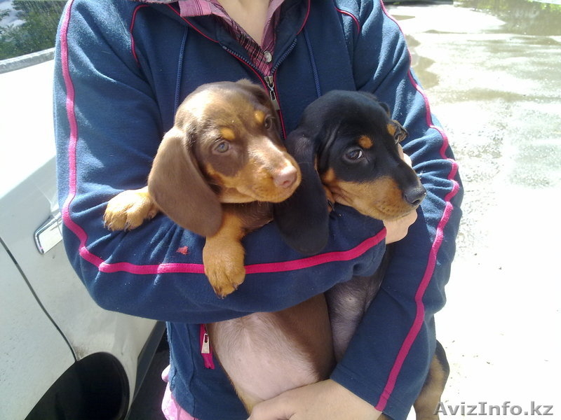 Продам такс, кобель и сука, 2 месяца с родословной. Тел:49-93-94 - Изображение #1, Объявление #311885