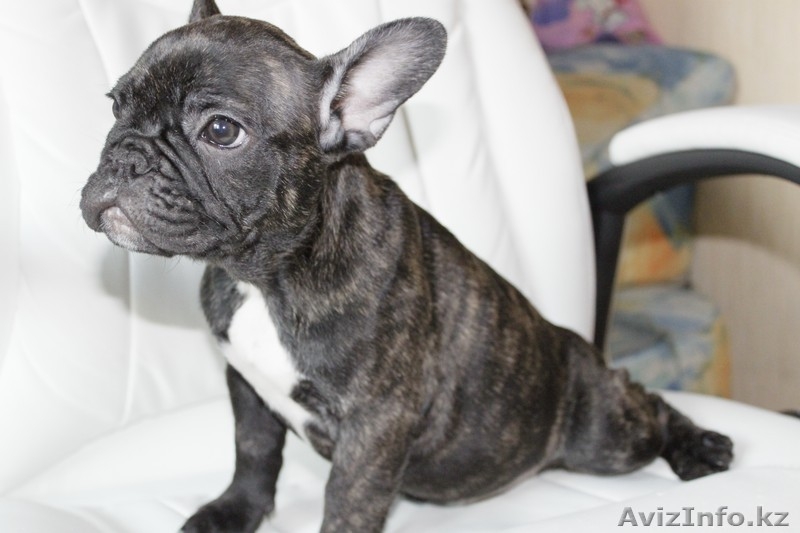 Французские бульдоги Щенки - Изображение #2, Объявление #307244