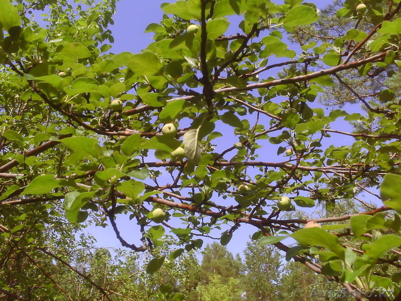 земельный участок в лесу для отдыха - Изображение #2, Объявление #335331