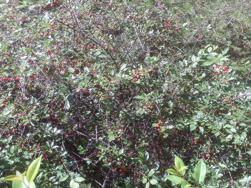 земельный участок в лесу для отдыха - Изображение #3, Объявление #335331