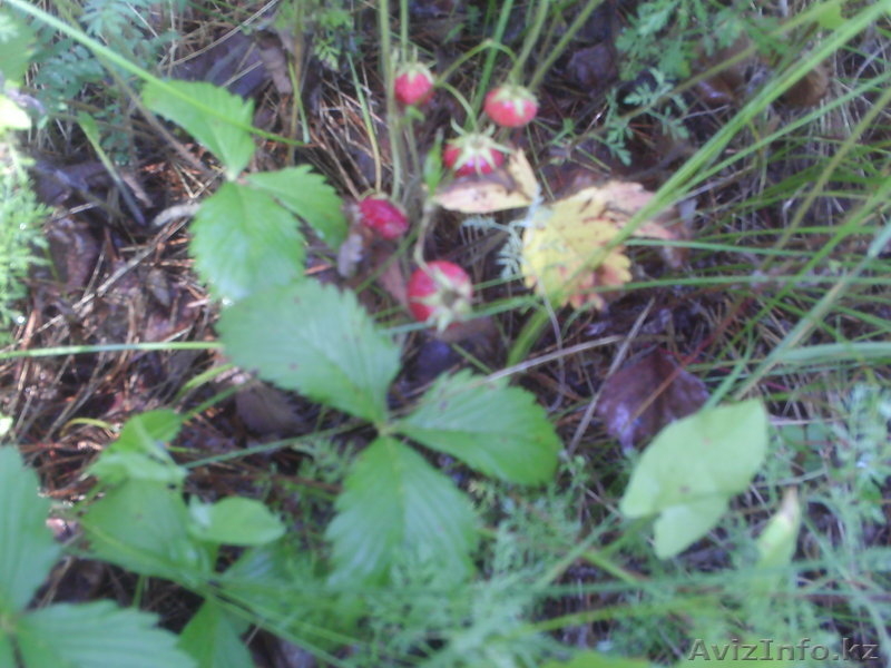 земельный участок в лесу для отдыха - Изображение #4, Объявление #335331