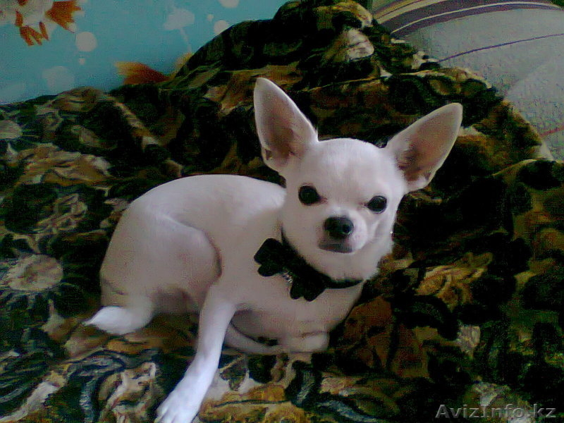 Чихуахуа для вязки - Изображение #3, Объявление #318834