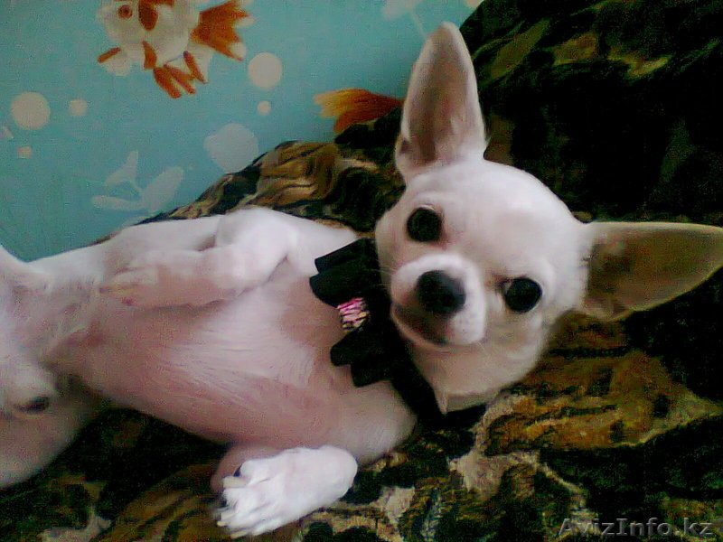 Чихуахуа для вязки - Изображение #2, Объявление #318834