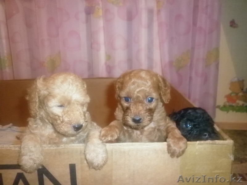 Щенки карликового пуделя - Изображение #1, Объявление #329735