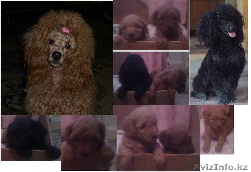 Щенки карликового пуделя - Изображение #2, Объявление #329735