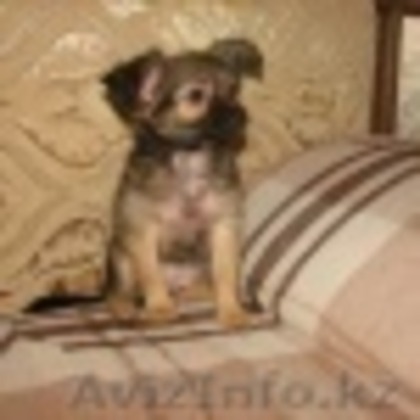 щенки той-терьера - Изображение #3, Объявление #358187