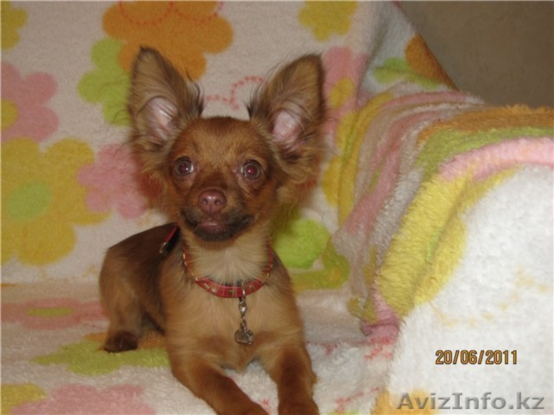 щенки той-терьера - Изображение #2, Объявление #358187