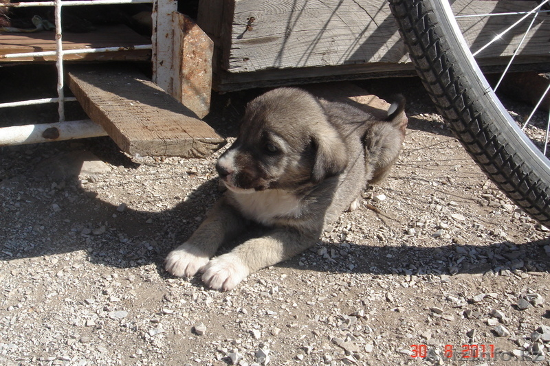 СРОЧНО ПРОДАМ щенят алабая - Изображение #1, Объявление #367567